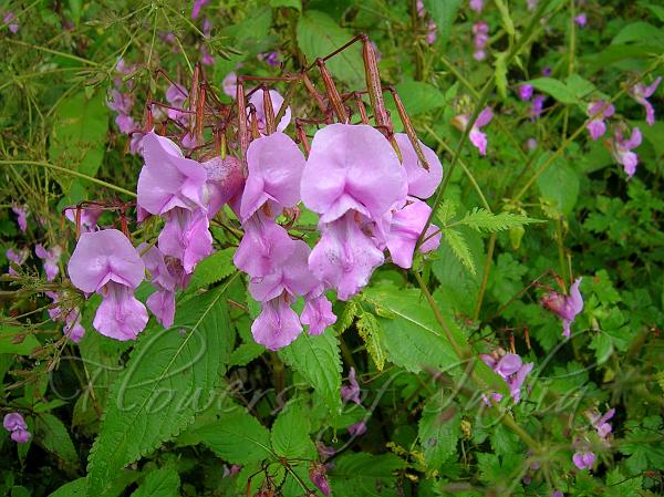 Gigantic Himalayan Balsam